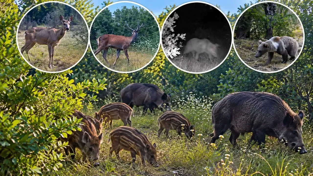 Kastamonu’da ormanların gerçek sahipleri fotokapanda!
