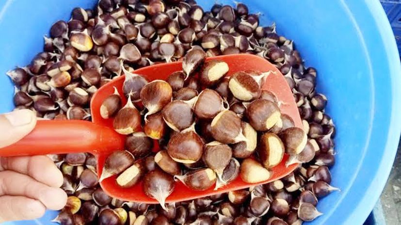 İnebolu'da kestane pazara indi: Kilosu 400 lira…