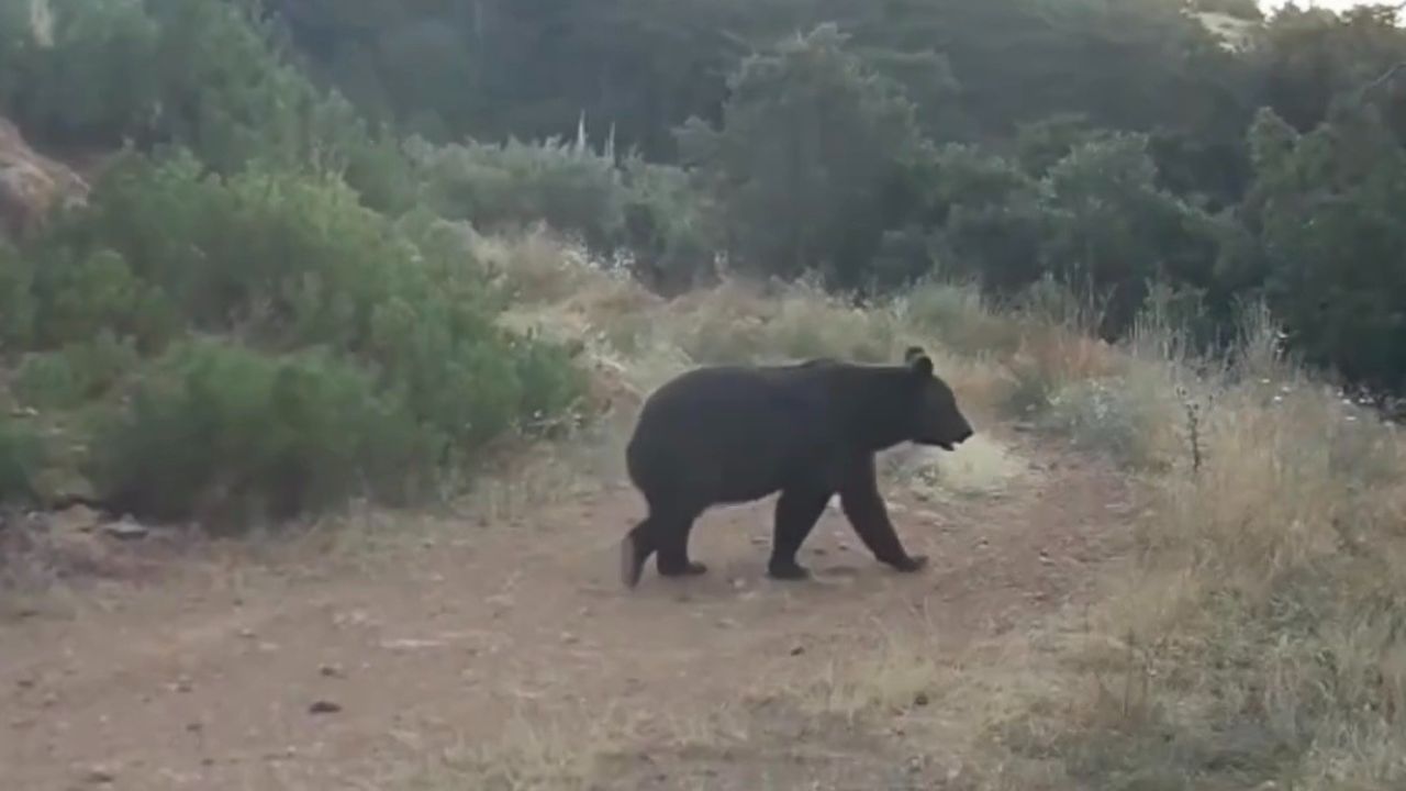 Ormanda yiyecek arıyor! Ayı kamerada
