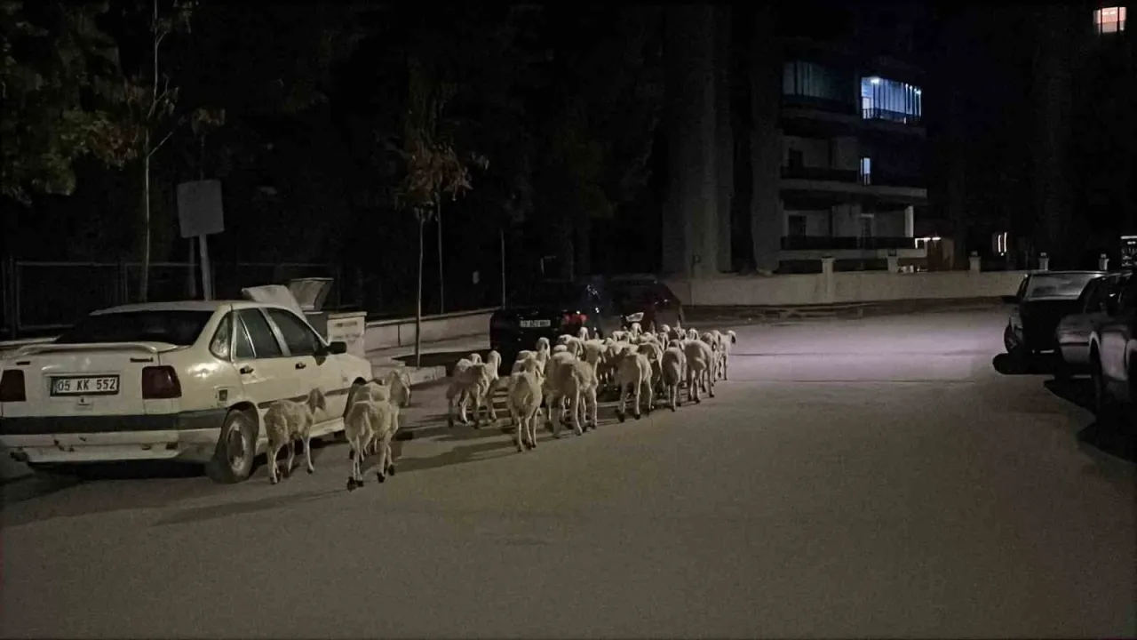 Mahallede ’firari koyun’ seferberliği