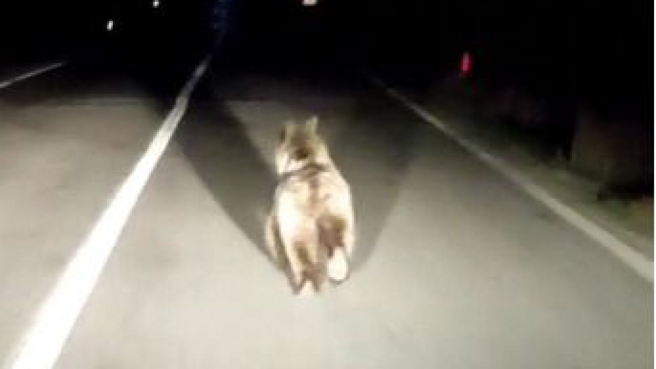 İlçede ayı sürprizi!