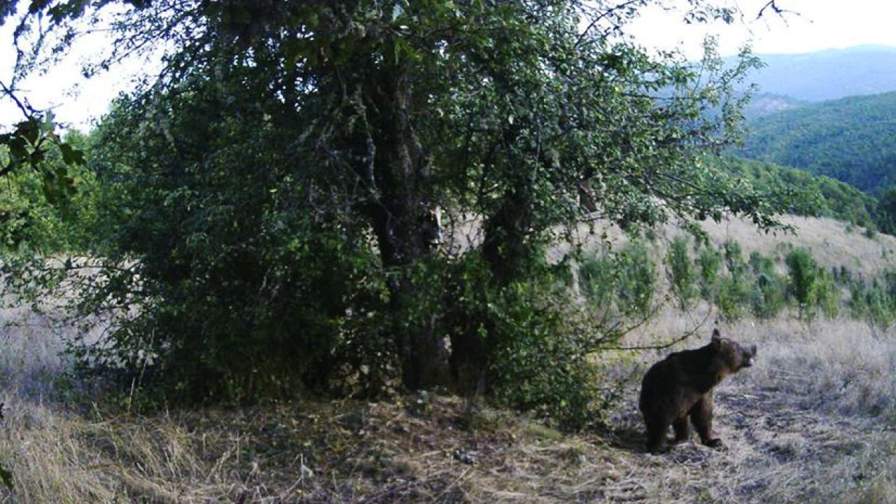 Kastamonu’da armudun iyisini yine onlar yedi