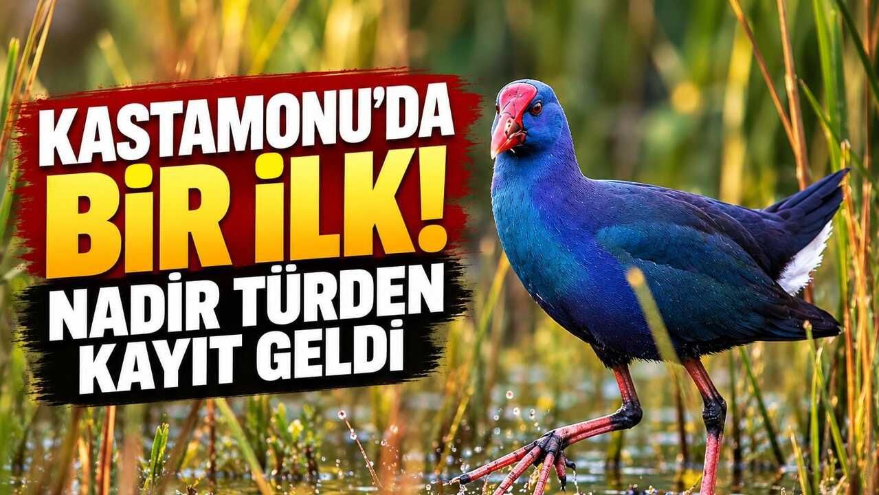 Kastamonu’da ilk kez görüntülendi!