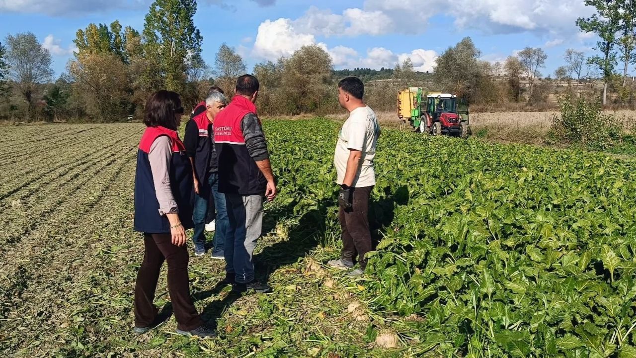 Kastamonu'nun o ilçesinde şeker pancarı hasadı başladı