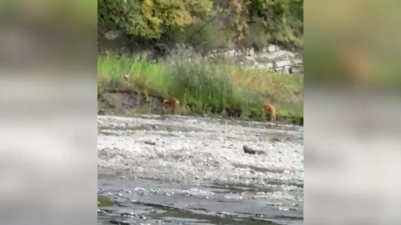 Kastamonu’da dereden su içen karacalar görüldü