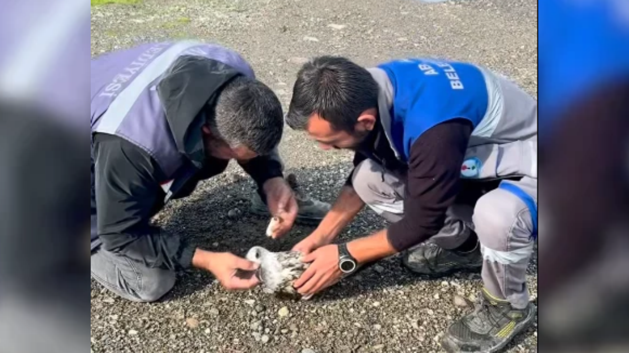 Kastamonu’da olta iğnelerine takılan martı kurtarıldı