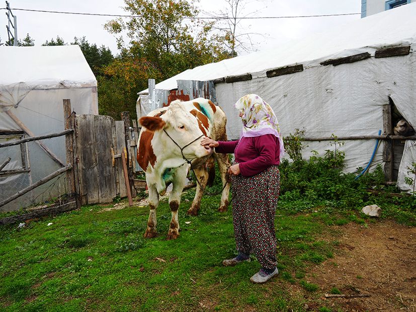 Yemek borusuna armut kaçan ineğe başarılı müdahale