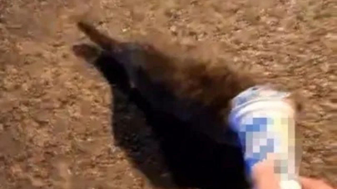 Kafası sıkışan kedi itfaiyeye gitti