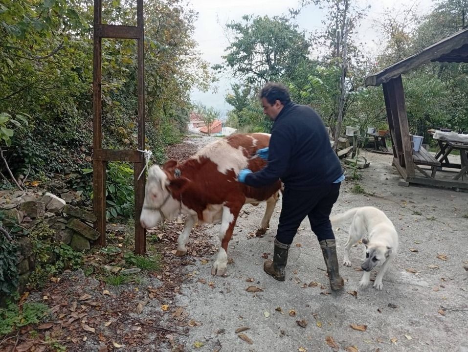 Kastamonu’da hayvancılıkta şap seferberliği!