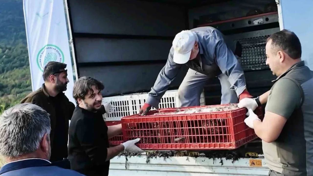 Kastamonu’da doğaya sülün salındı