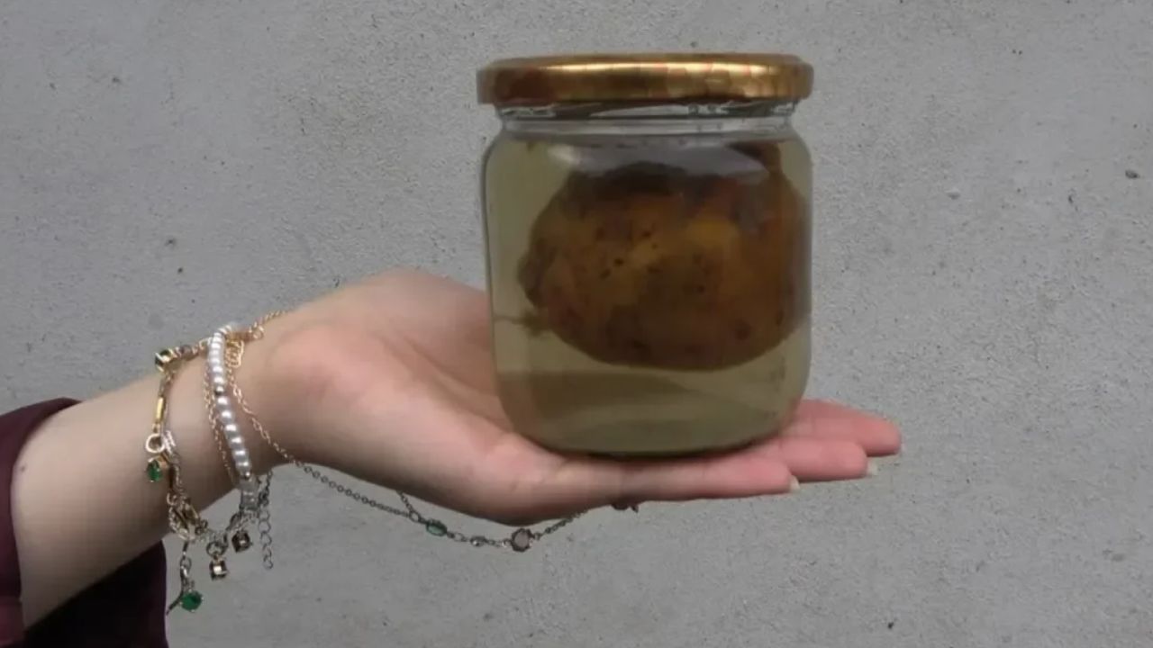 Yemek borusuna armut kaçan inek zor kurtarıldı