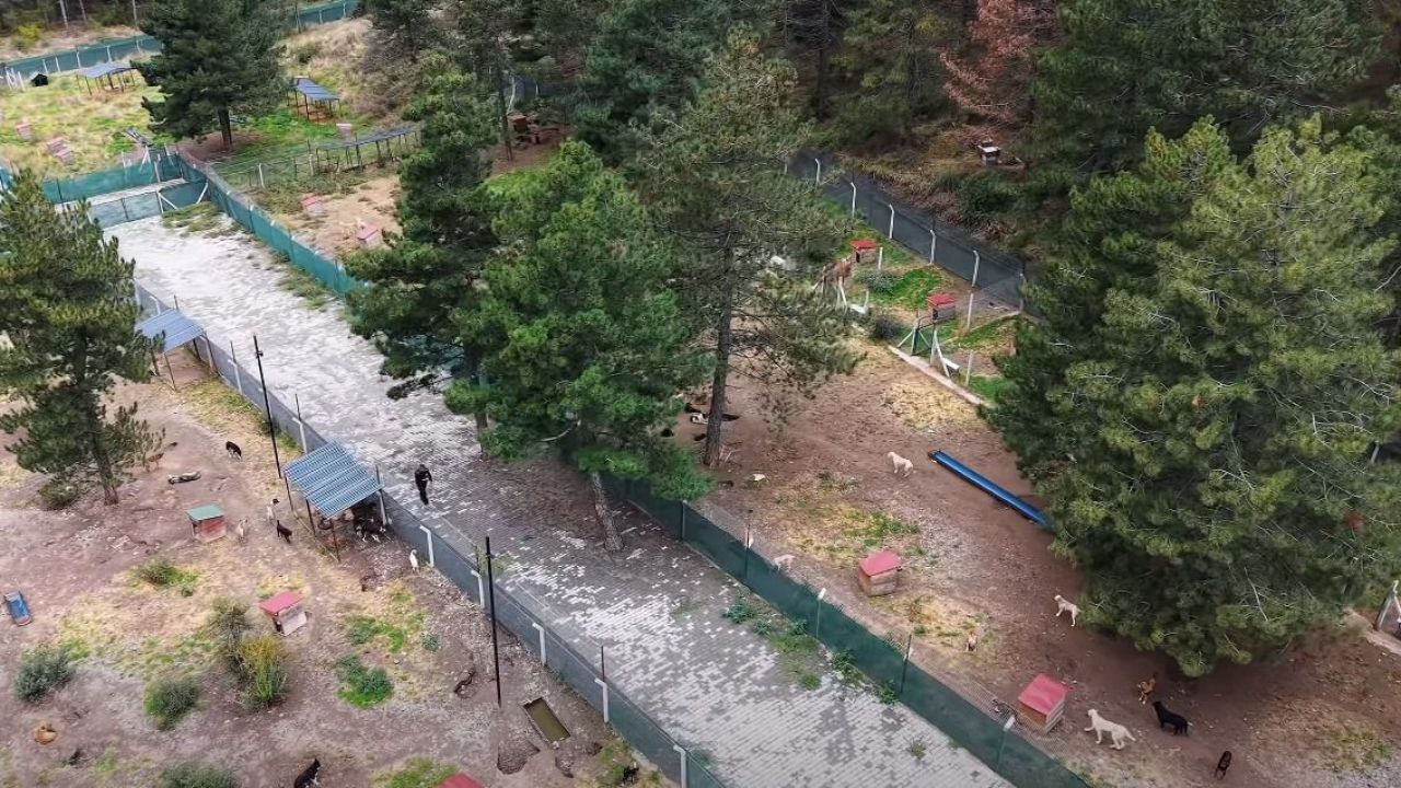 Kastamonu’nun o ilçesinde seferberlik! Yüzlerce can dostuna yuva oluyor