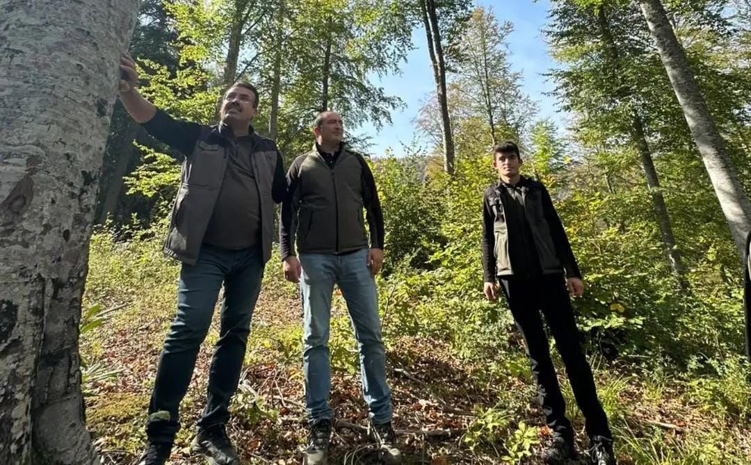 Kastamonu ormanlarında gençleştirme mesaisi