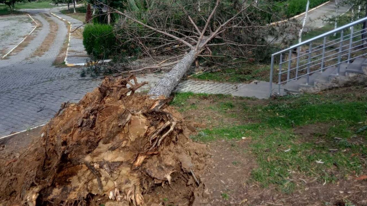 Fırtına bir ilçeyi daha vurdu: Ağaçlar köklerinden söküldü!