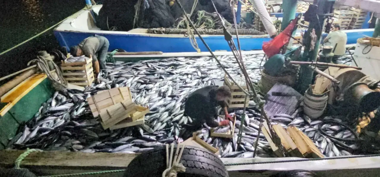 Kastamonu açıklarında 3 saatte 15 bin balık!