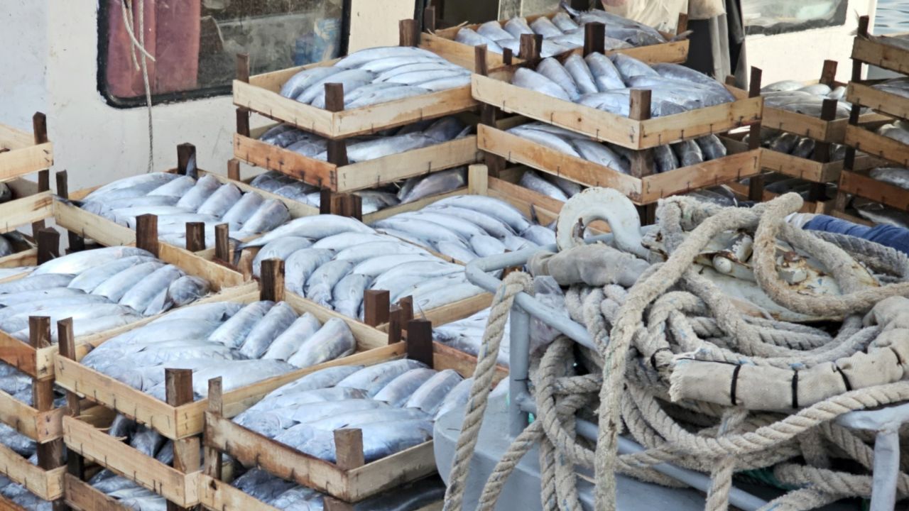 Cide'de palamut bolluğu: Kiloluk palamutlar 40 TL!
