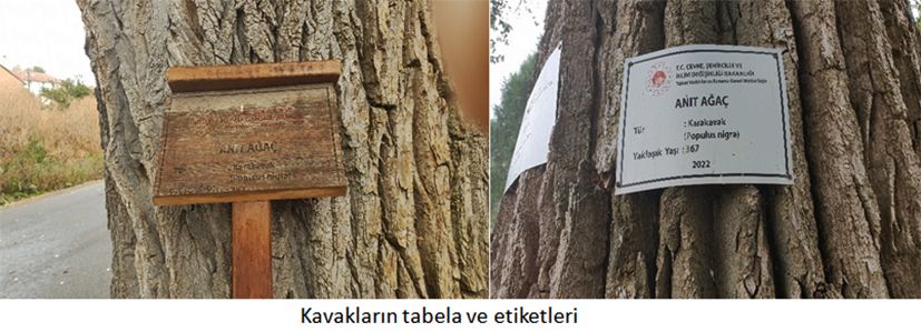GAZİ KAVAKLAR