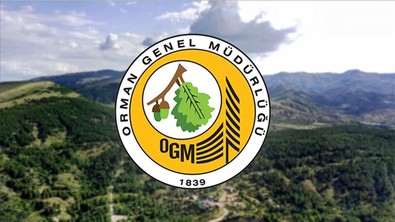Alevlerin küle döndürdüğü ormanlar nasıl hayat buluyor?