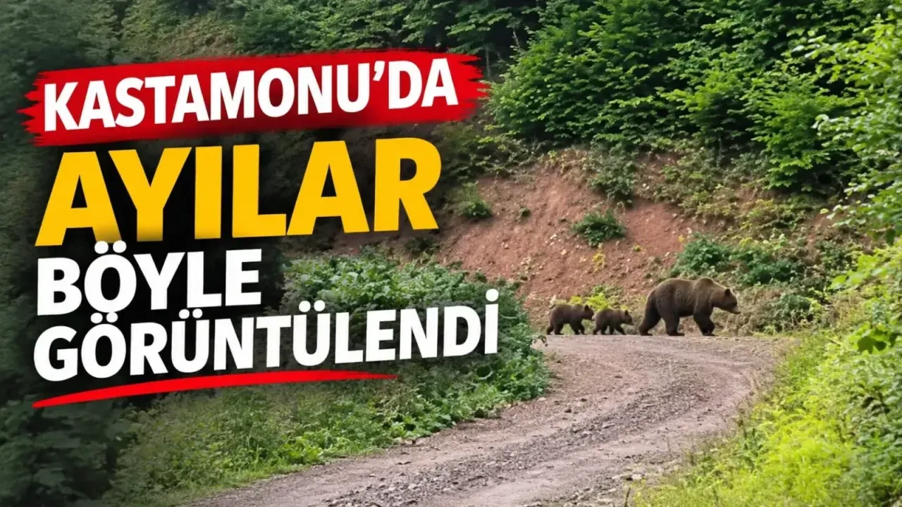 Kastamonu ayılar böyle görüntülendi