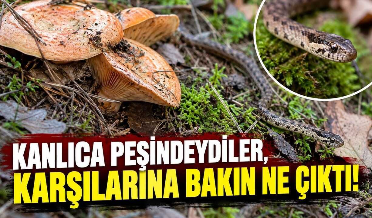 Kanlıca toplarken bakın neyle karşılaştılar