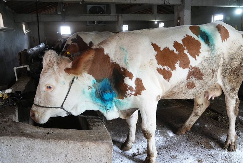 Kastamonu’daki ‘armut’ operasyonu ders olarak anlatılacak