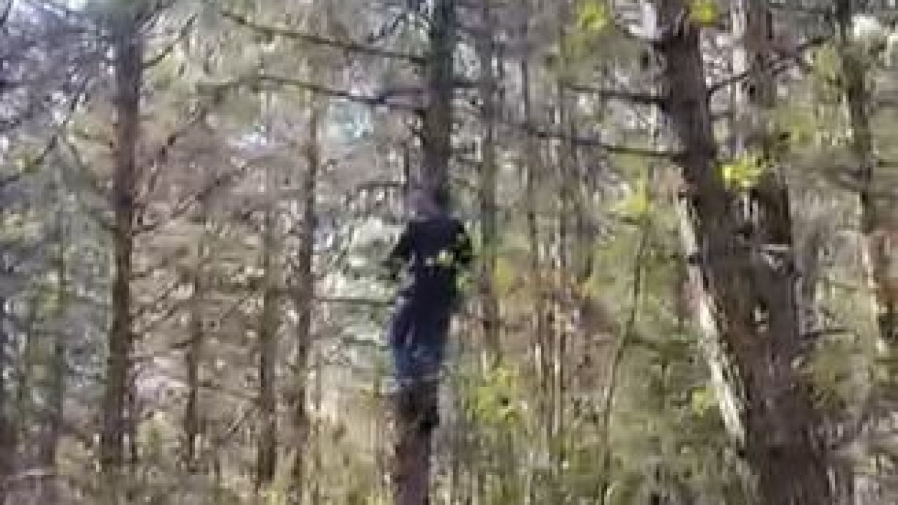 Mantar toplarken korkutan karşılaşma!