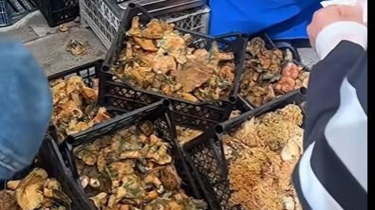 Kilosu 500 TL’den satıldı: Kısa sürede tükendi!