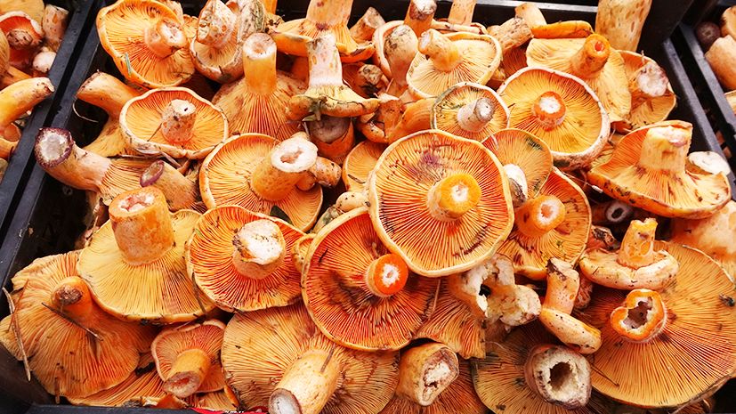 Kastamonu’ya “mantar” uyarısı: 1 tane bile yetiyor!