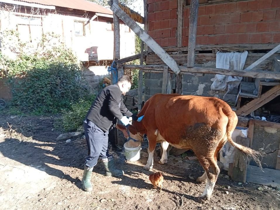 Kastamonu’da şap aşısı seferberliği!