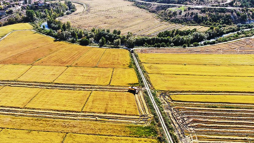 Kastamonu’nun yüz akı ‘sarıkılçık'ta hasat devam ediyor