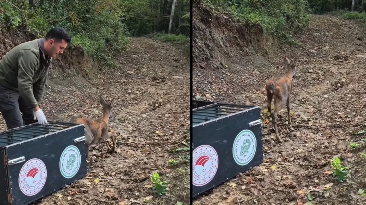 Tedavisi tamamlandı: Doğayla yeniden buluştu